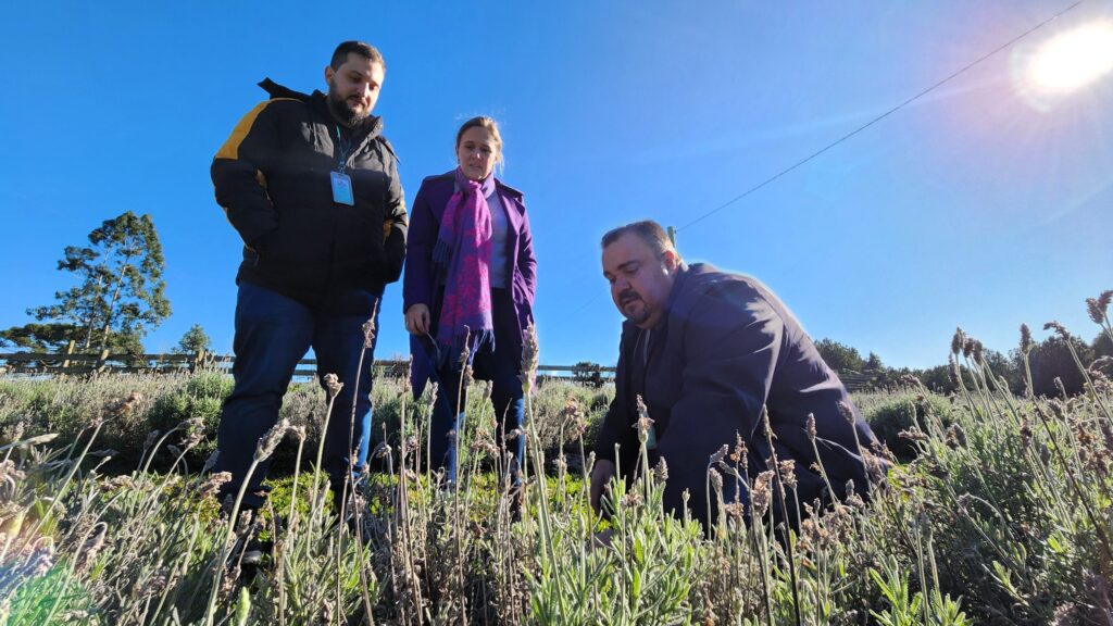 Epagri apoia novo empreendimento turístico com flores em Otacílio Costa 5 cd725dd3 dd6a 429a 87e3 9b752e91f22b