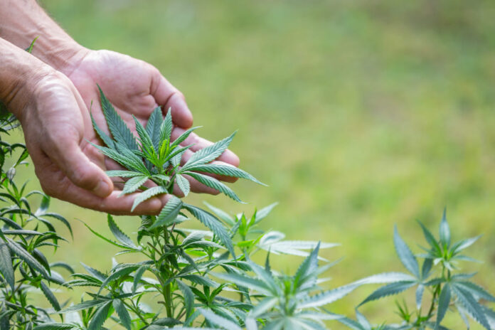 VÍDEO: Polícia desativa floresta de maconha equivalente a 5 campos de futebol em SC