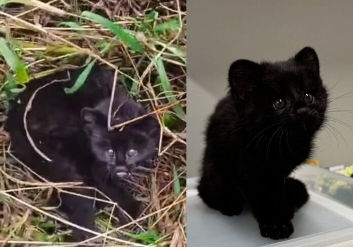 Gato-do-mato