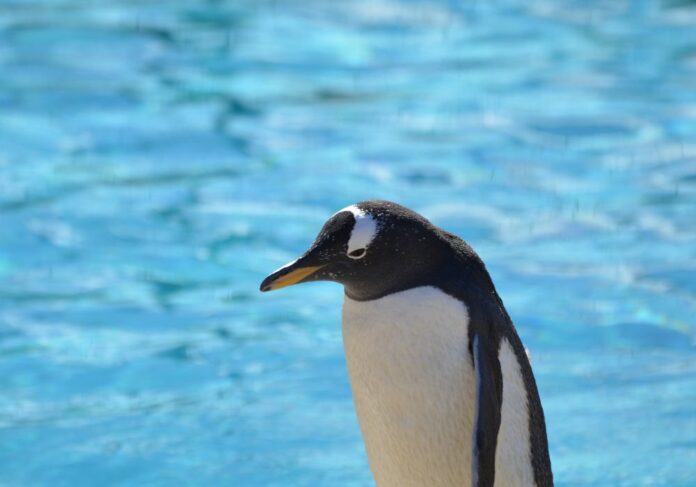 pinguins-de-magalhães