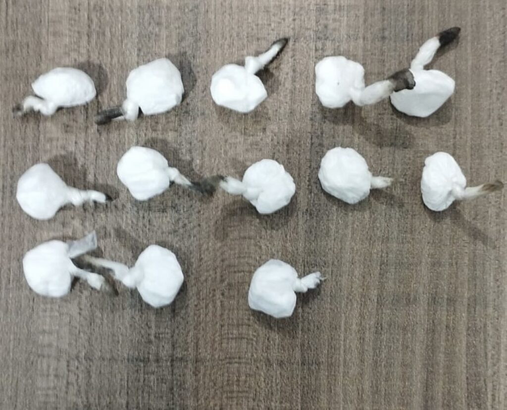 Polícia prende homem por tráfico de drogas em Otacílio Costa 1 IMG 1403