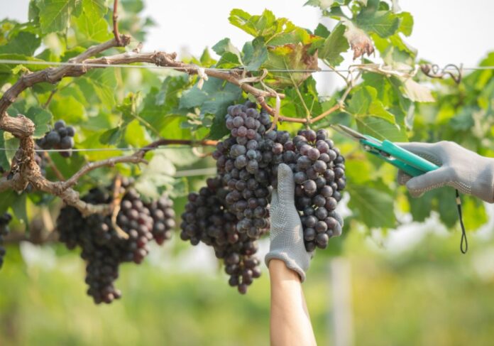 safra de vinhos finos na Serra Catarinense