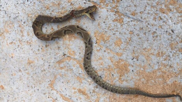 Pedreiro é picado por jararaca em Blumenau e mata cobra antes de ir para hospital