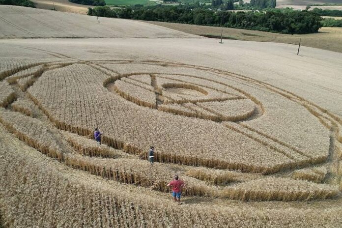 Figura misteriosa em plantação de trigo em Ipuaçu intriga moradores e atrai curiosos
