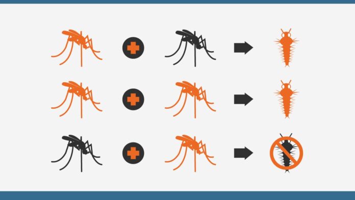 A bactéria Wolbachia reduz a transmissão de doenças pelo mosquito Aedes aegypti