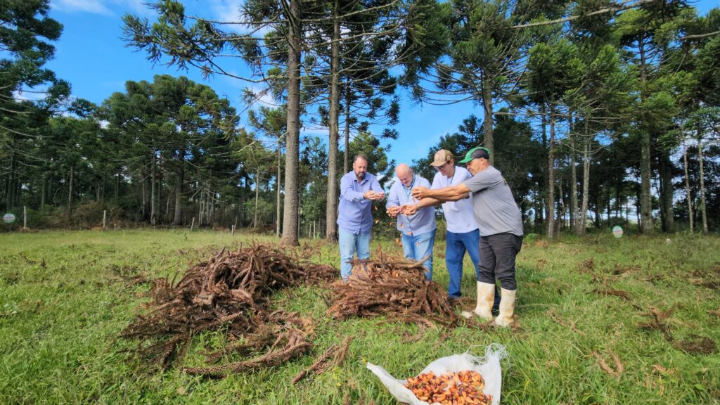 Prepara a paçoca e o entrevero: começa mais uma safra de pinhão 1 95cccbf8 a775 42ec 87c5 eae3f2cc6f12